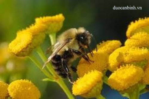 Phấn hoa mật ong